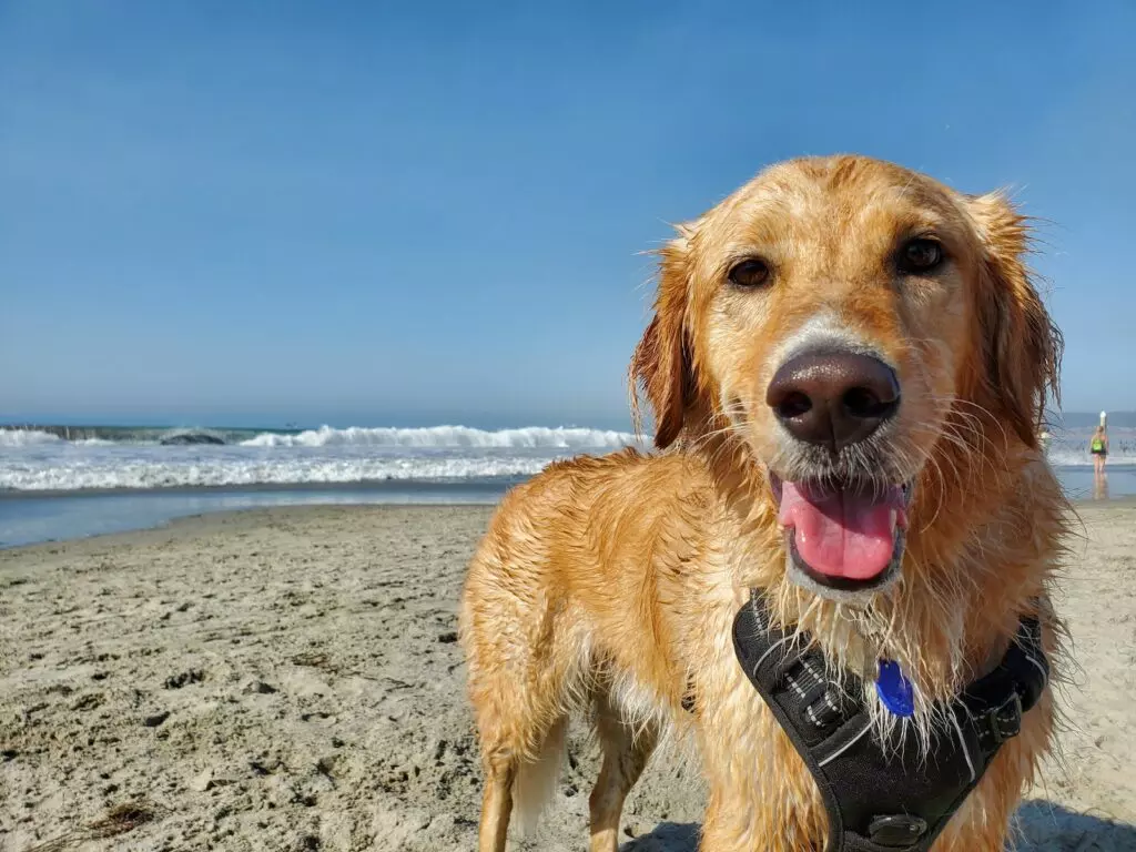 which beaches allow dogs